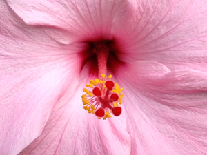 pink flower