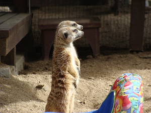 meerkats