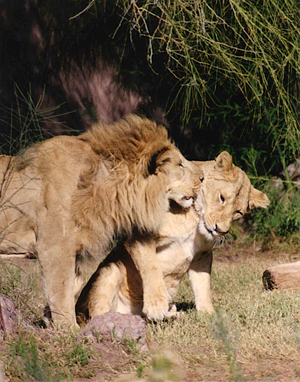 lions love